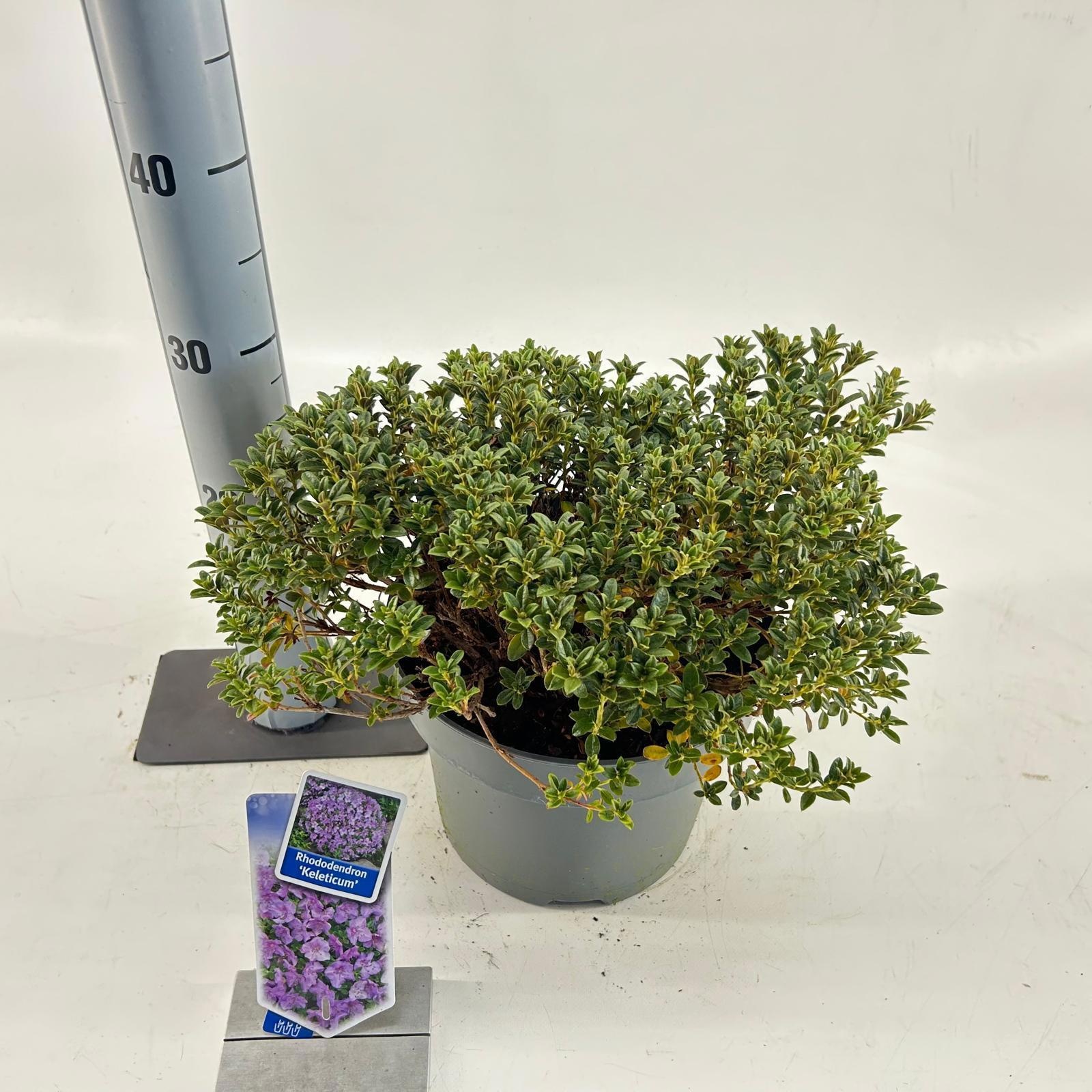 Rhododendron 'Keleticum', D 23