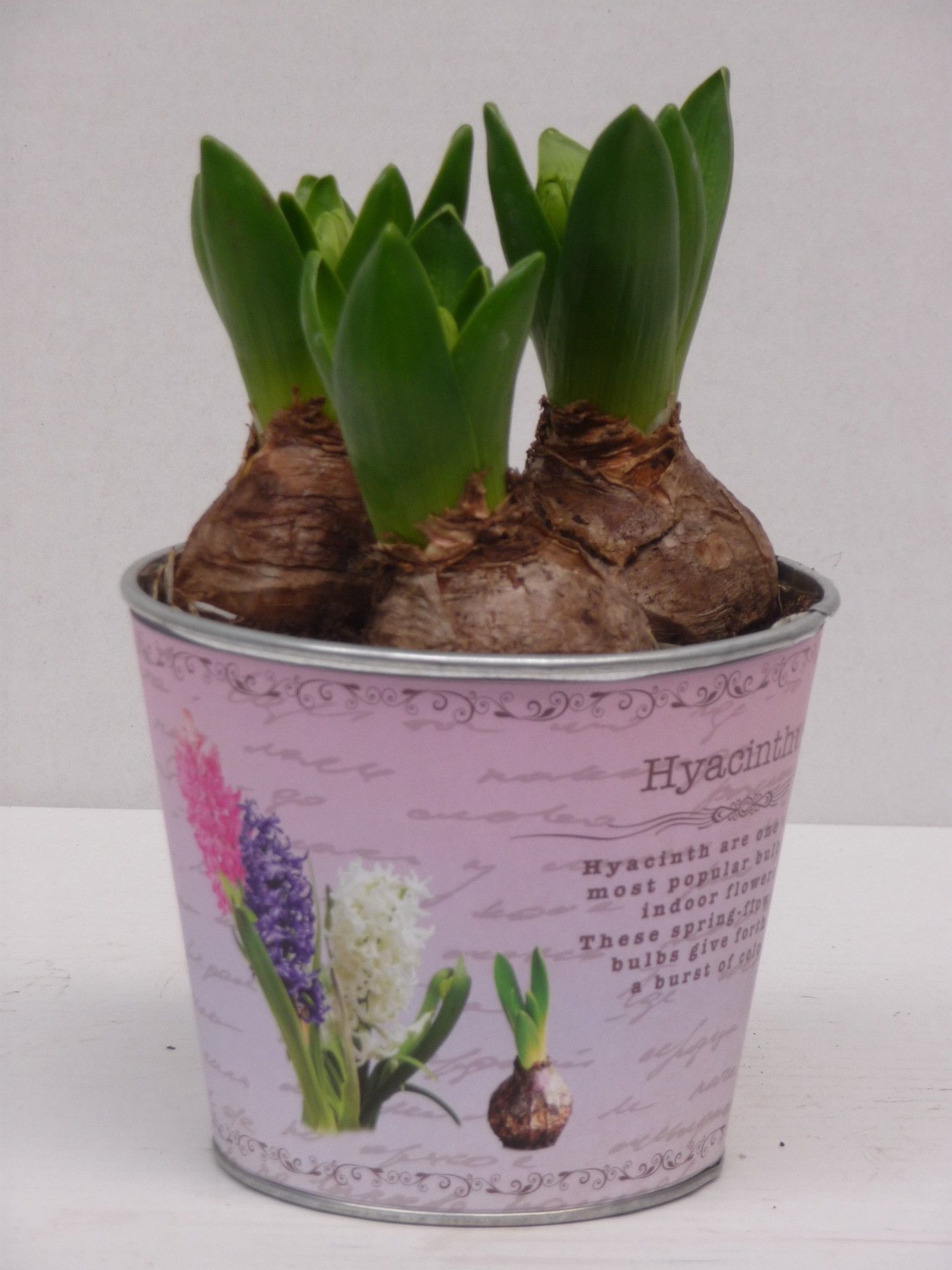 Hyacint 3pp in bedrukt zink nostalgie, D 12