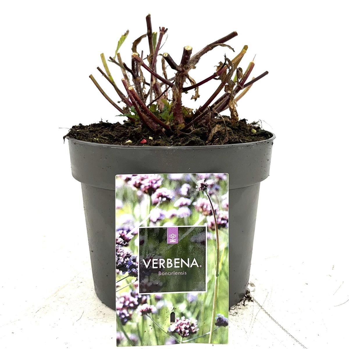 Verbena bonariensis, D 17