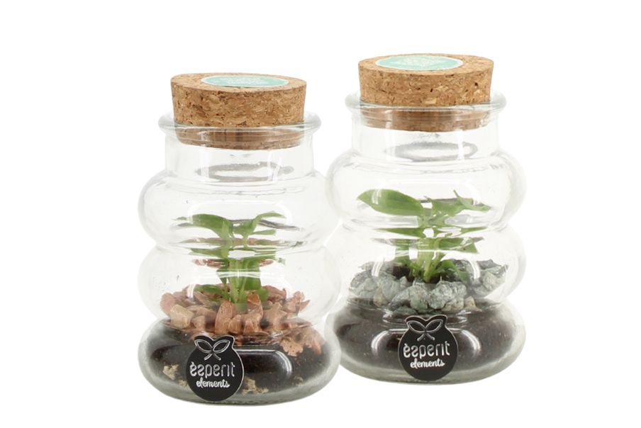 90755: Terrarium arrangement, D 7