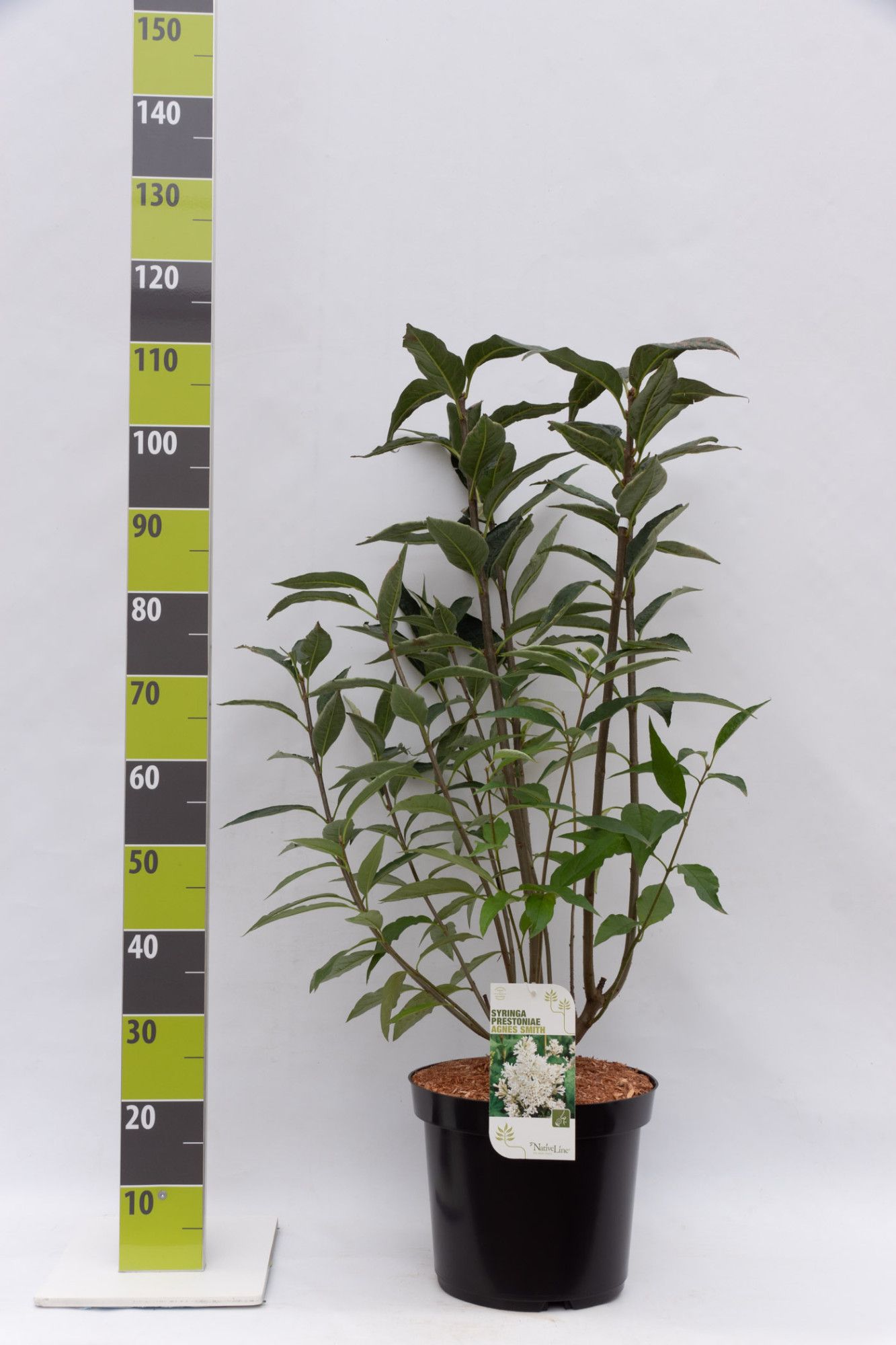 Syringa 'Agnes Smith' C 12, D 30 cm