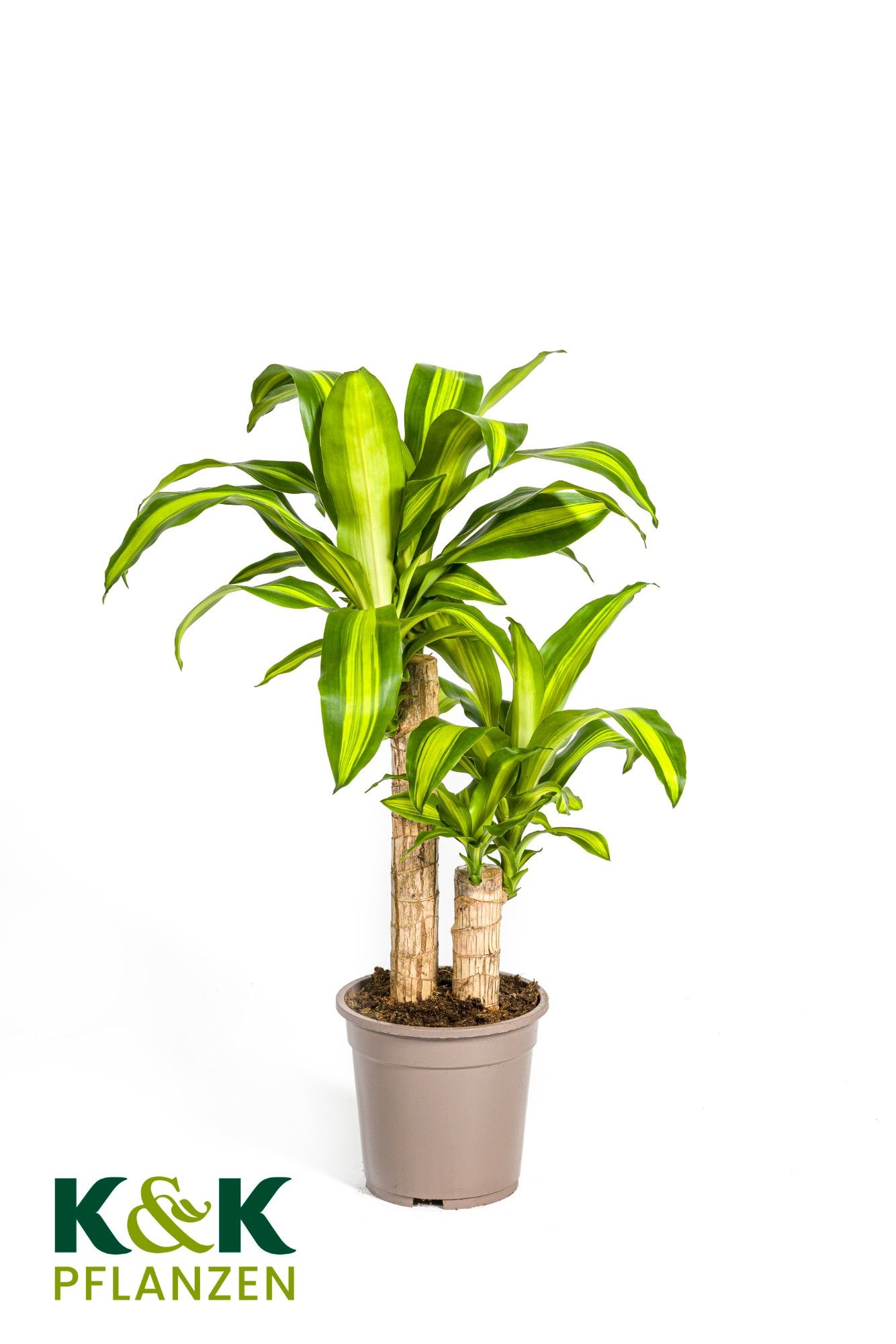 Dracaena fragrans Massangeana T19, D 19