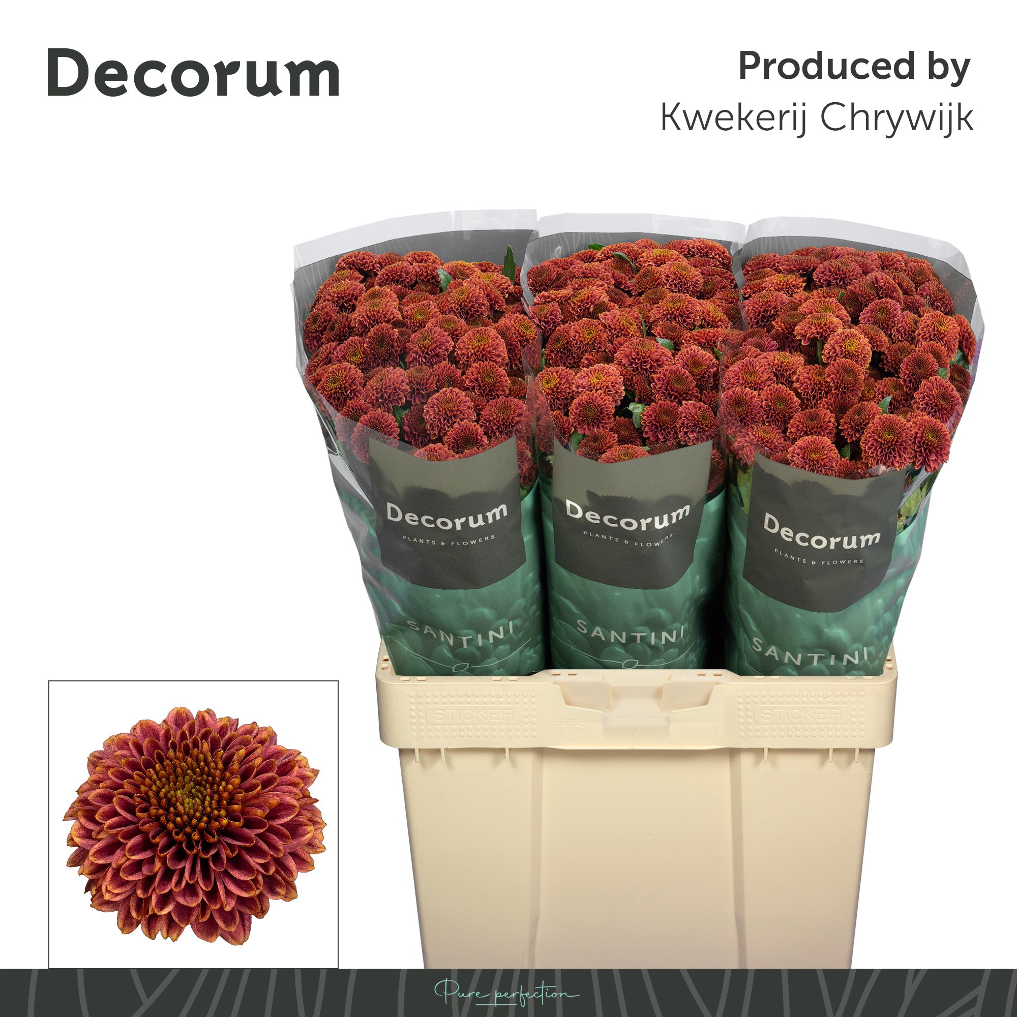 Сантини Дориа Черри, шт.