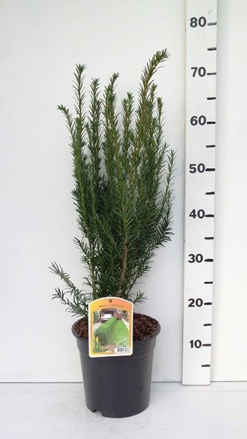 Taxus media 'Groenland', D 19