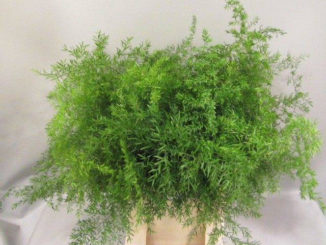 Аспарагус Квебе 50, шт.