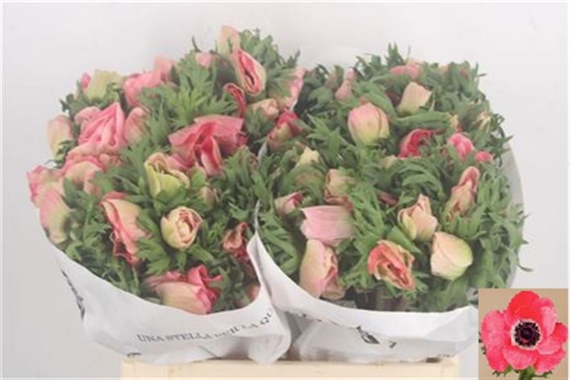 Анемон Мистраль + Пинк 40 (роз.), шт.