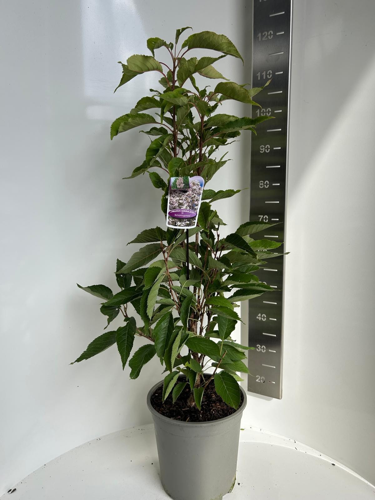 Prunus ser. Amanogawa, D 27 cm