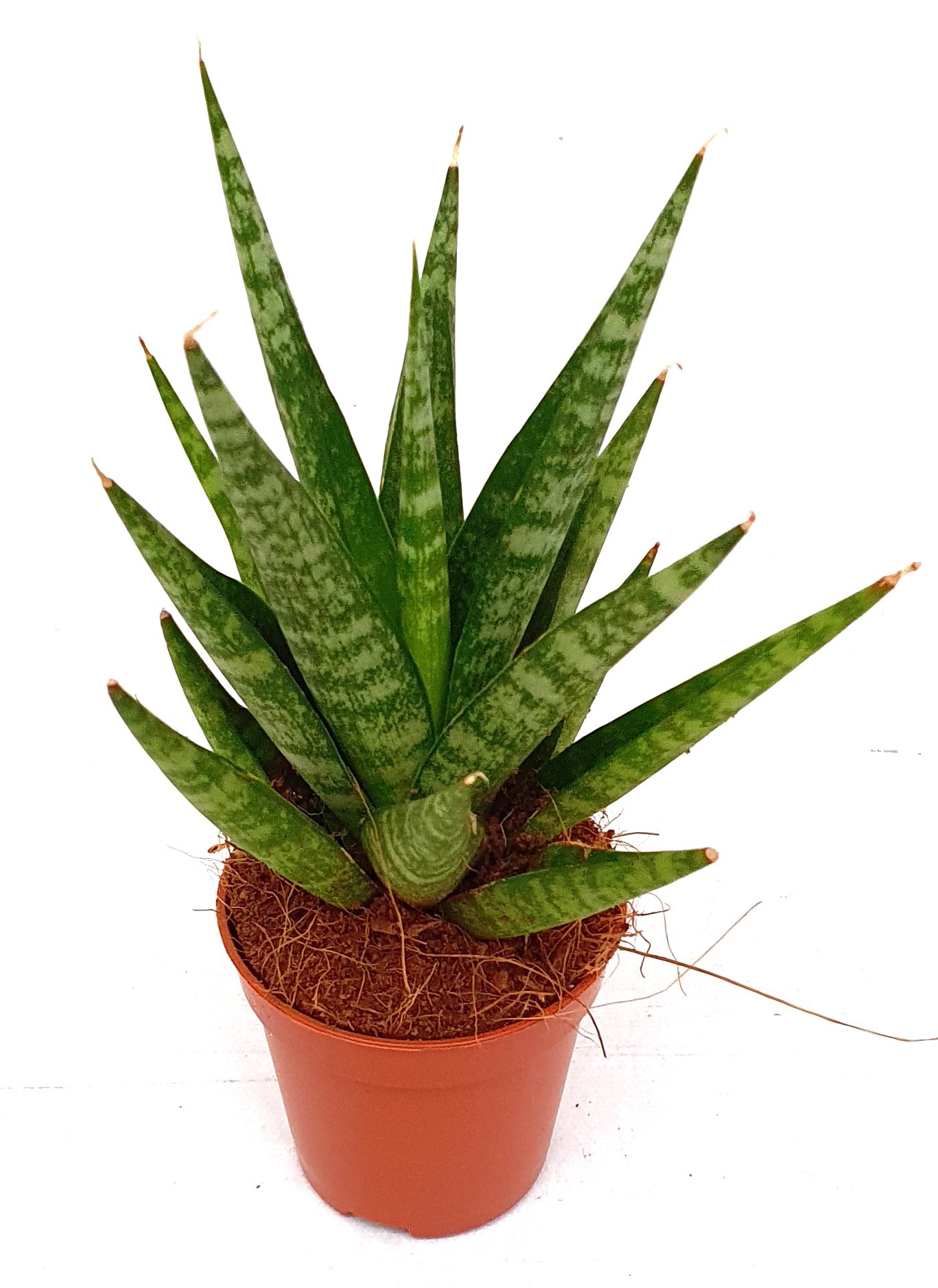 Sansevieria 'Tough Lady 1, D 5,5