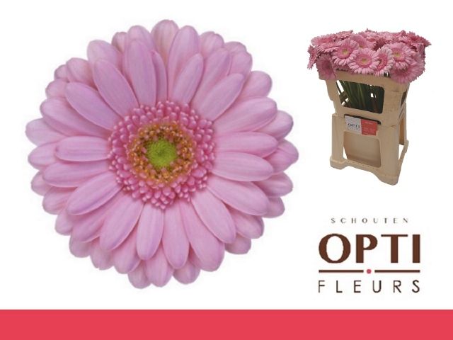 Гермини Кимси, шт. Гермини Кимси, шт.