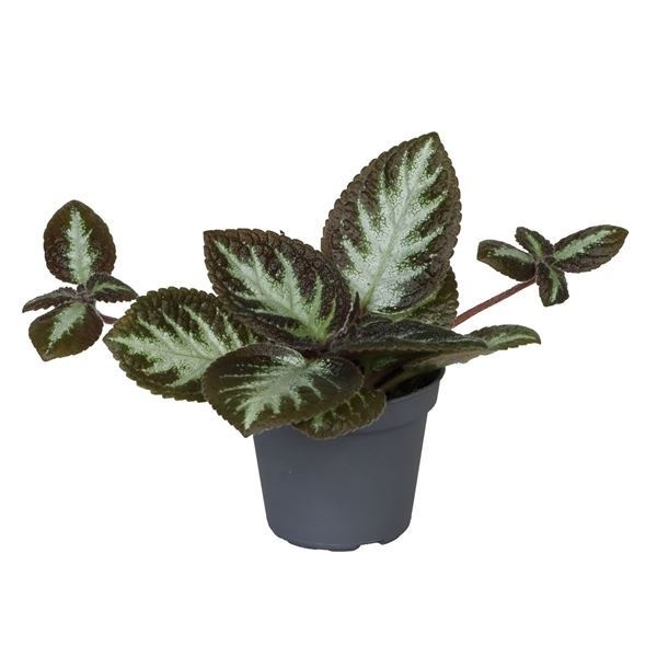 Episcia Silver Shield 6cm, D 6 cm