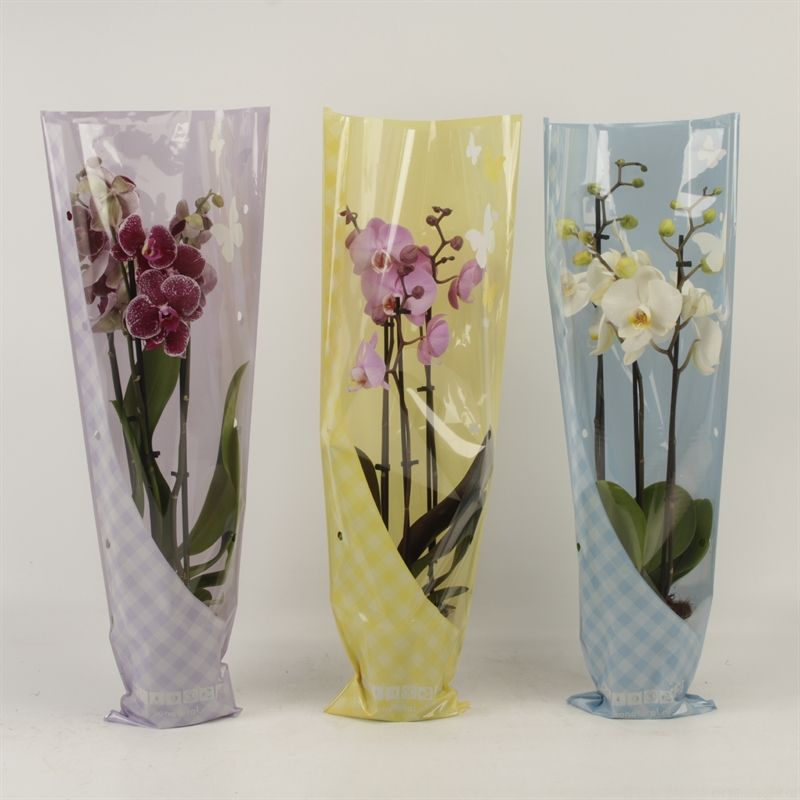 Phalaenopsis gemengd 3 tak gemengd in vlinder zomerhoes, D 12 cm