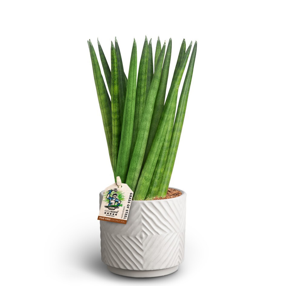 SANSEVIERIA CYLINDRICA 40931625 Dune Spaghetti, D 10