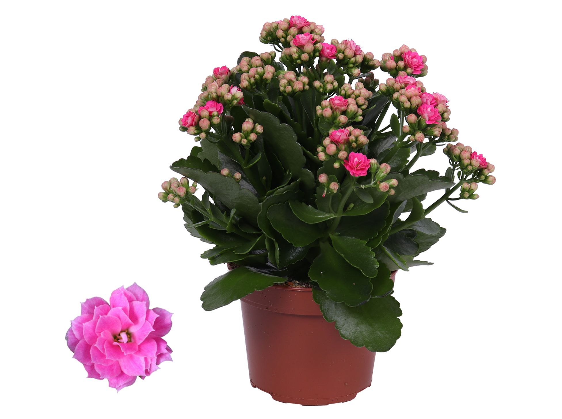 Kalanchoe Rosalina 12cm Don Nando roze, Zonder hoes, D 12
