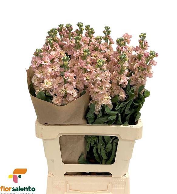 Маттиола од. Айрон Априкот 65, шт.