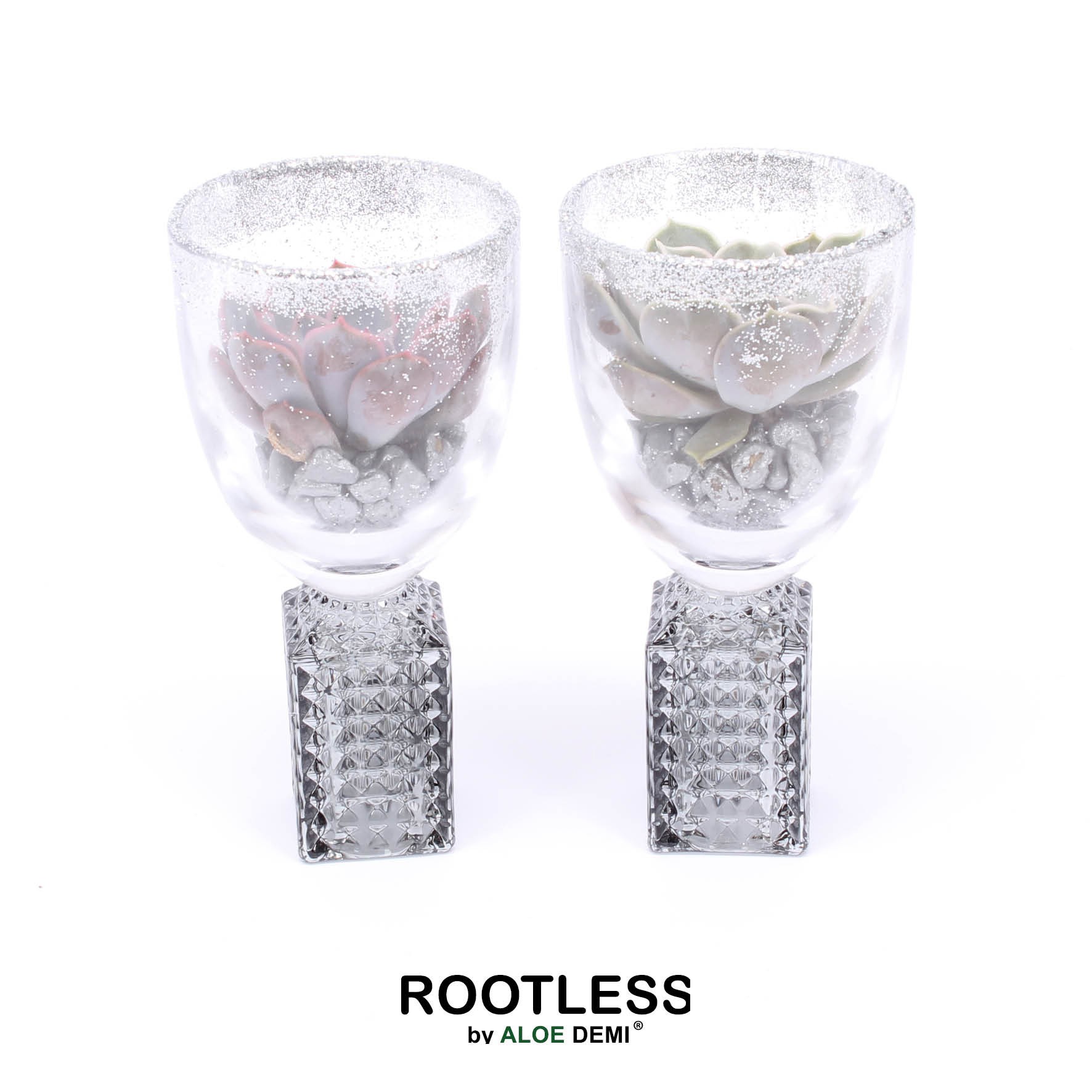 ROOTLESS Echeveria, Champagne glass Glitter, D 7 cm