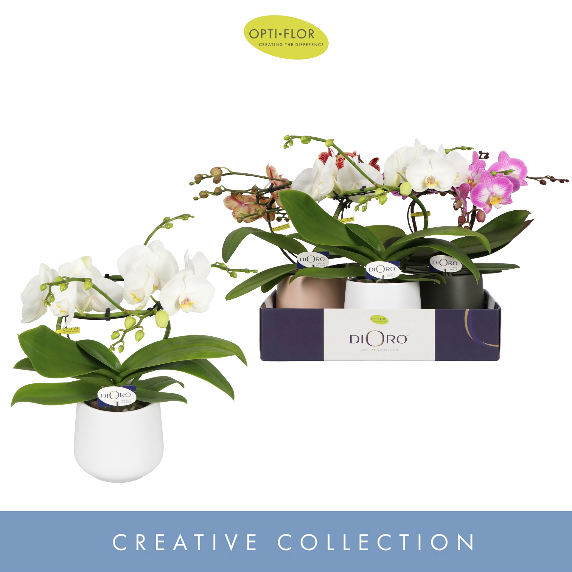 Dioro Mix 2 spike in Anja Mix, D 12 cm