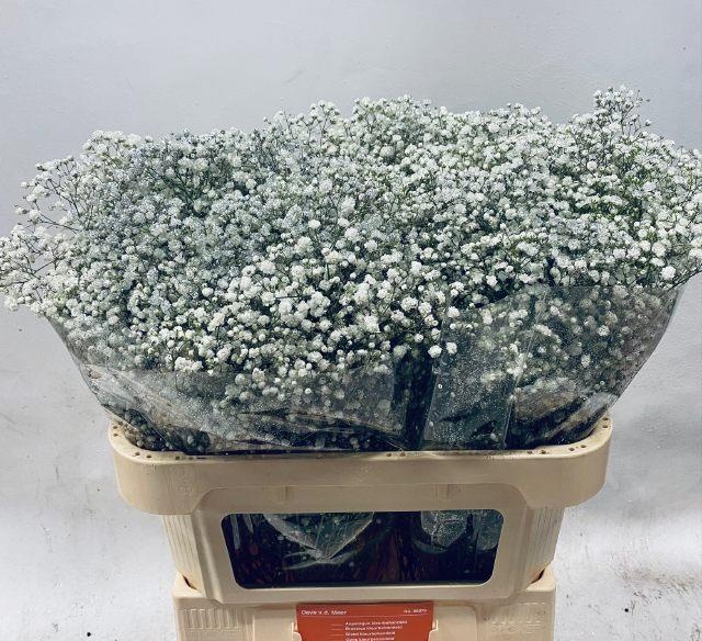 Гипсофила Овериг Крашеная (краш. ) 80, шт.