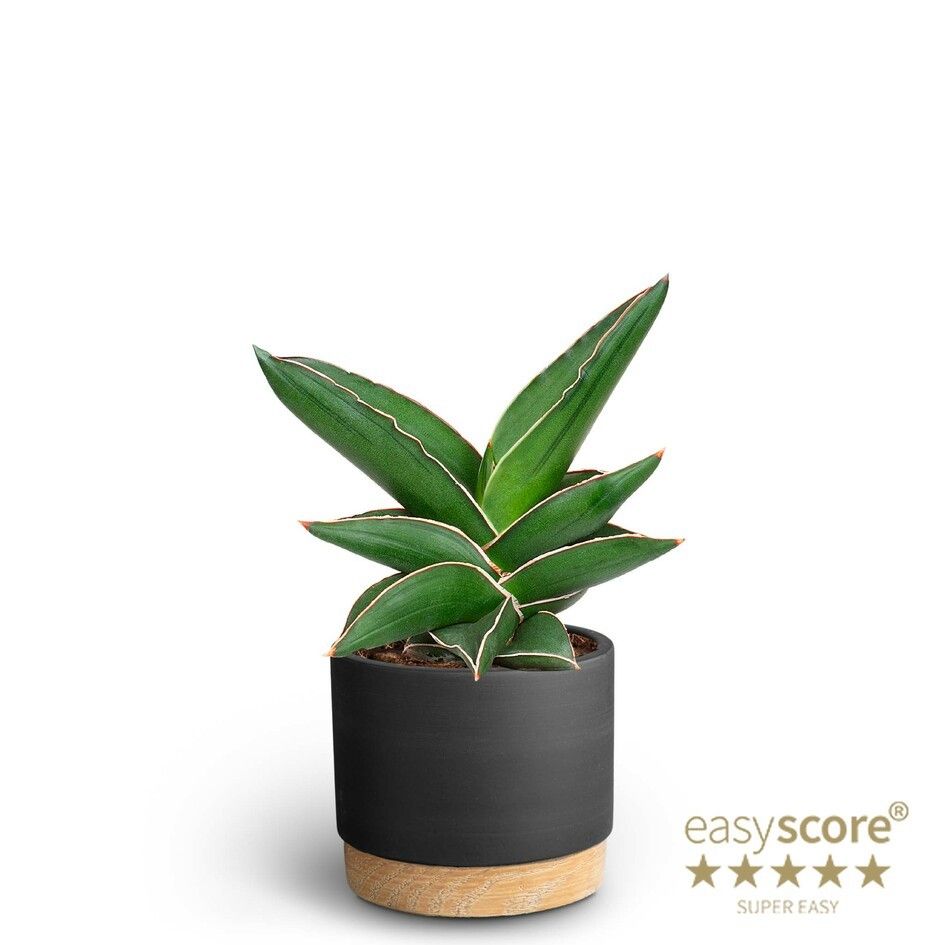 Woodbase Liquorice, Sansevieria ´Samurai´, D 10 cm Woodbase Liquorice, Sansevieria ´Samurai´, D 10 cm