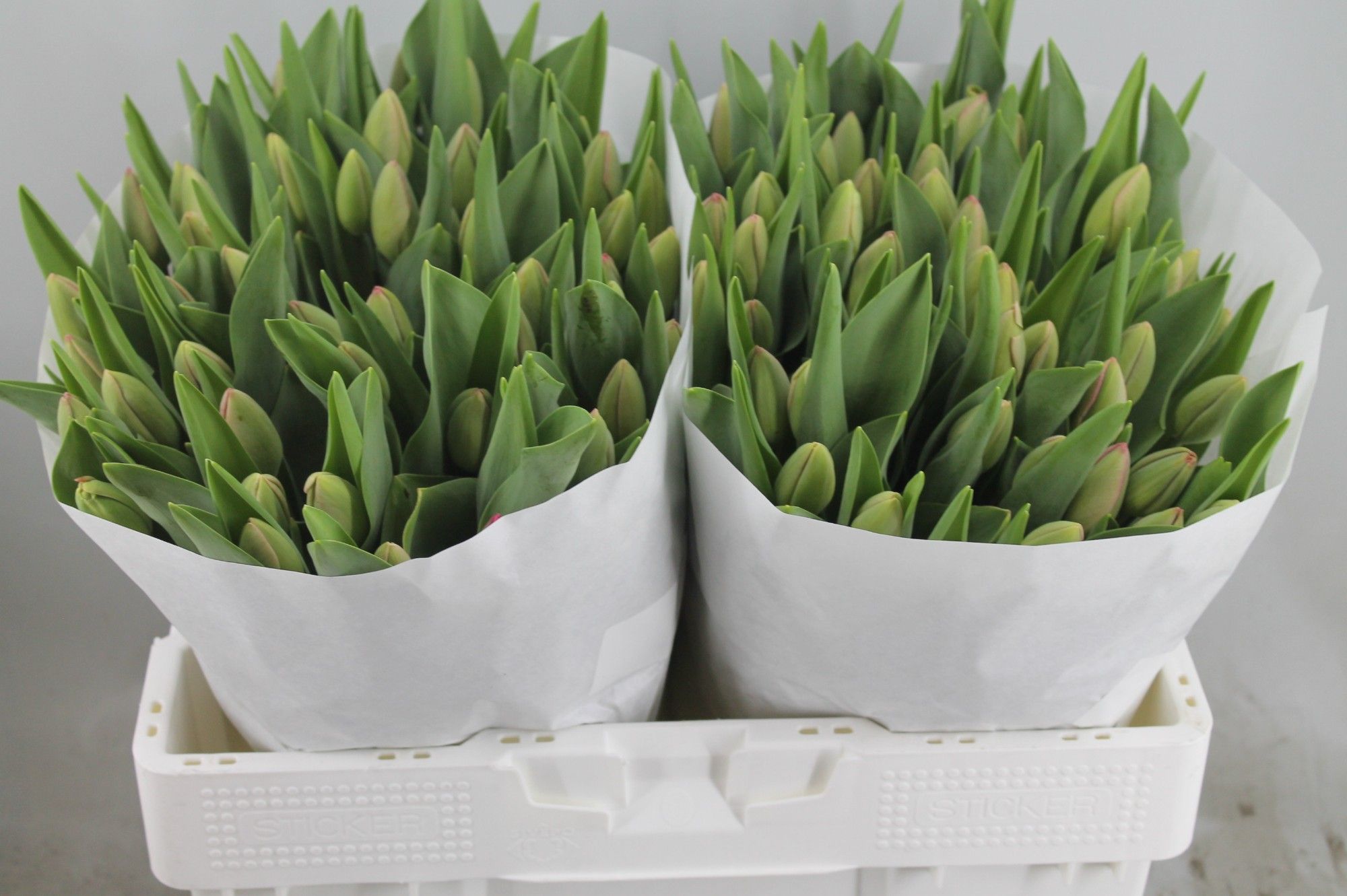 Тюльпан од. Карола (ярко-роз.), шт. Тюльпан од. Карола (ярко-роз.), шт.