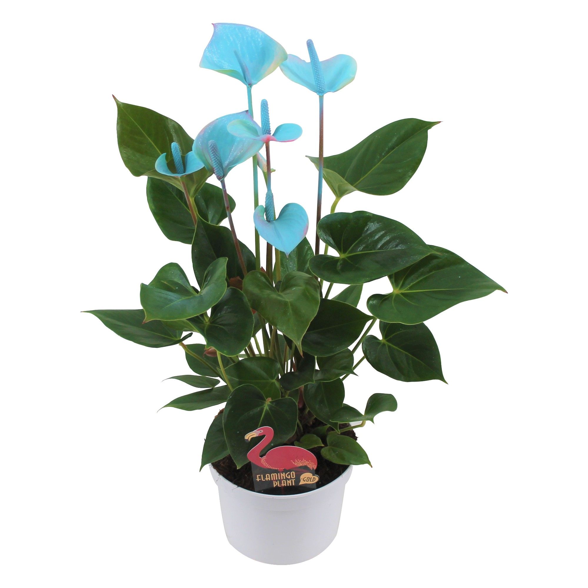 Anthurium XL.0 Blauw/blue 14cm (24 uur besteltijd), D 14