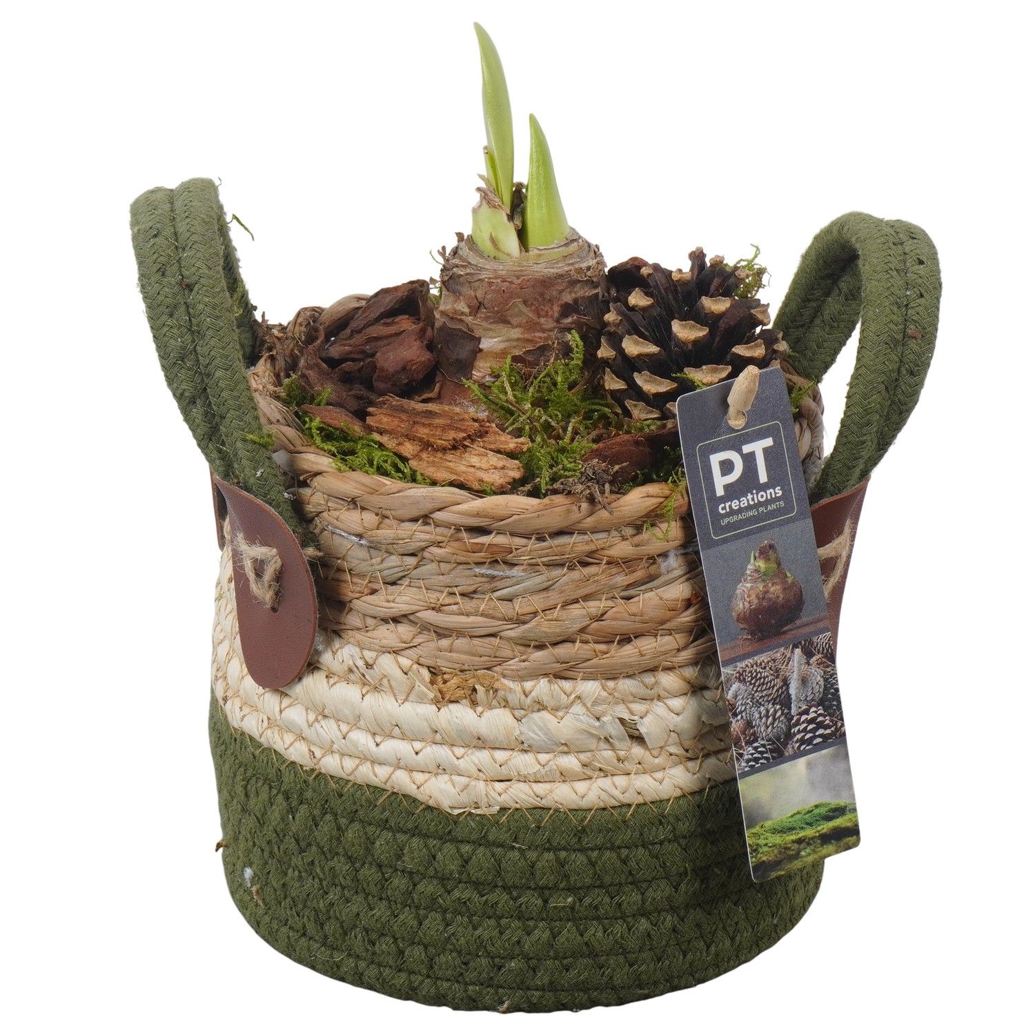 PTAA7553 Arrangement Amaryllis in rieten mand, D 13 cm