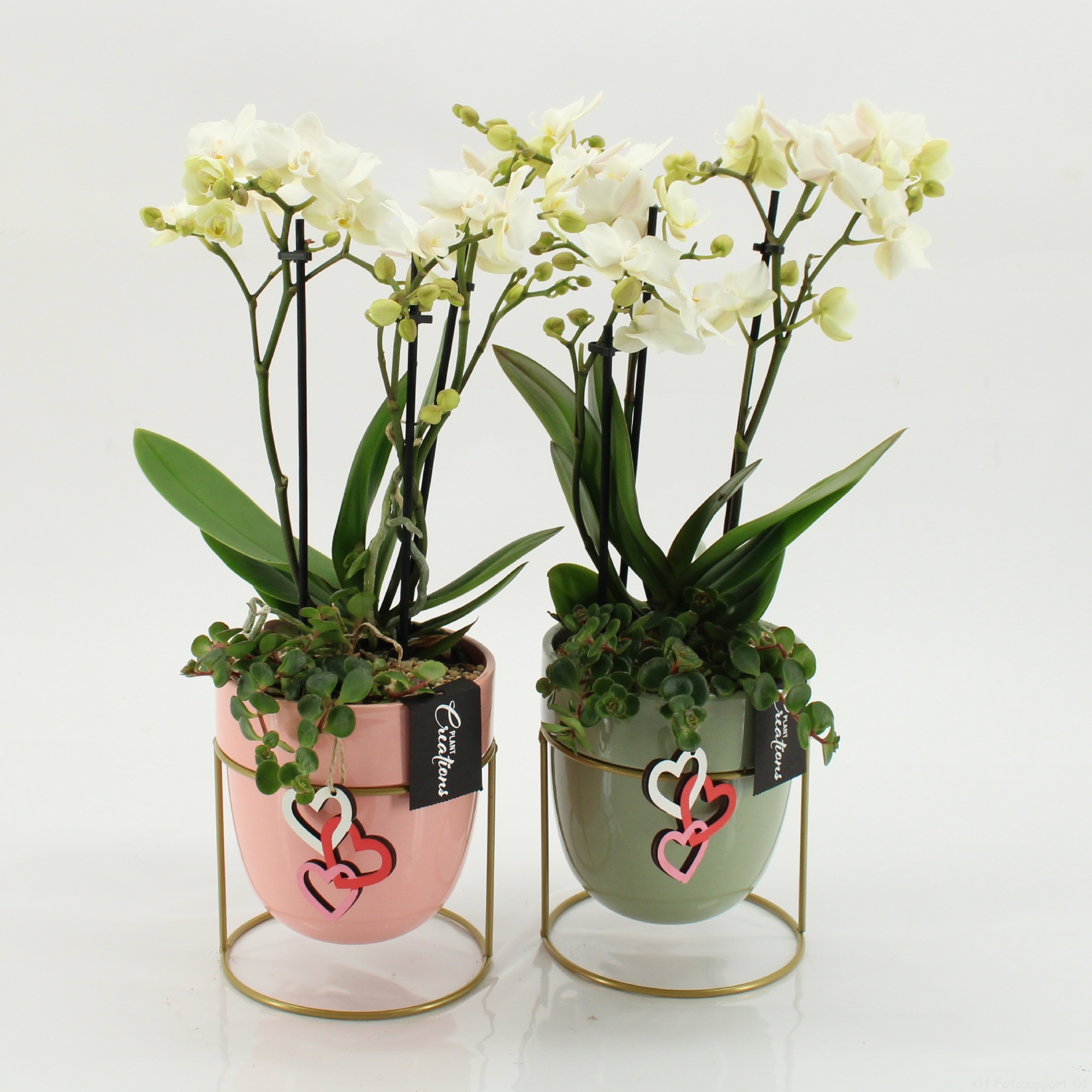 PHALRM-2601W M Romantic Phalaenopsis, D 13