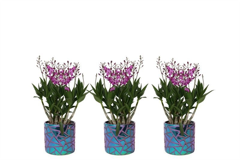 Dolomite p12 electroplated Holly Dendrobium Berry Oda 09T55+, D 12