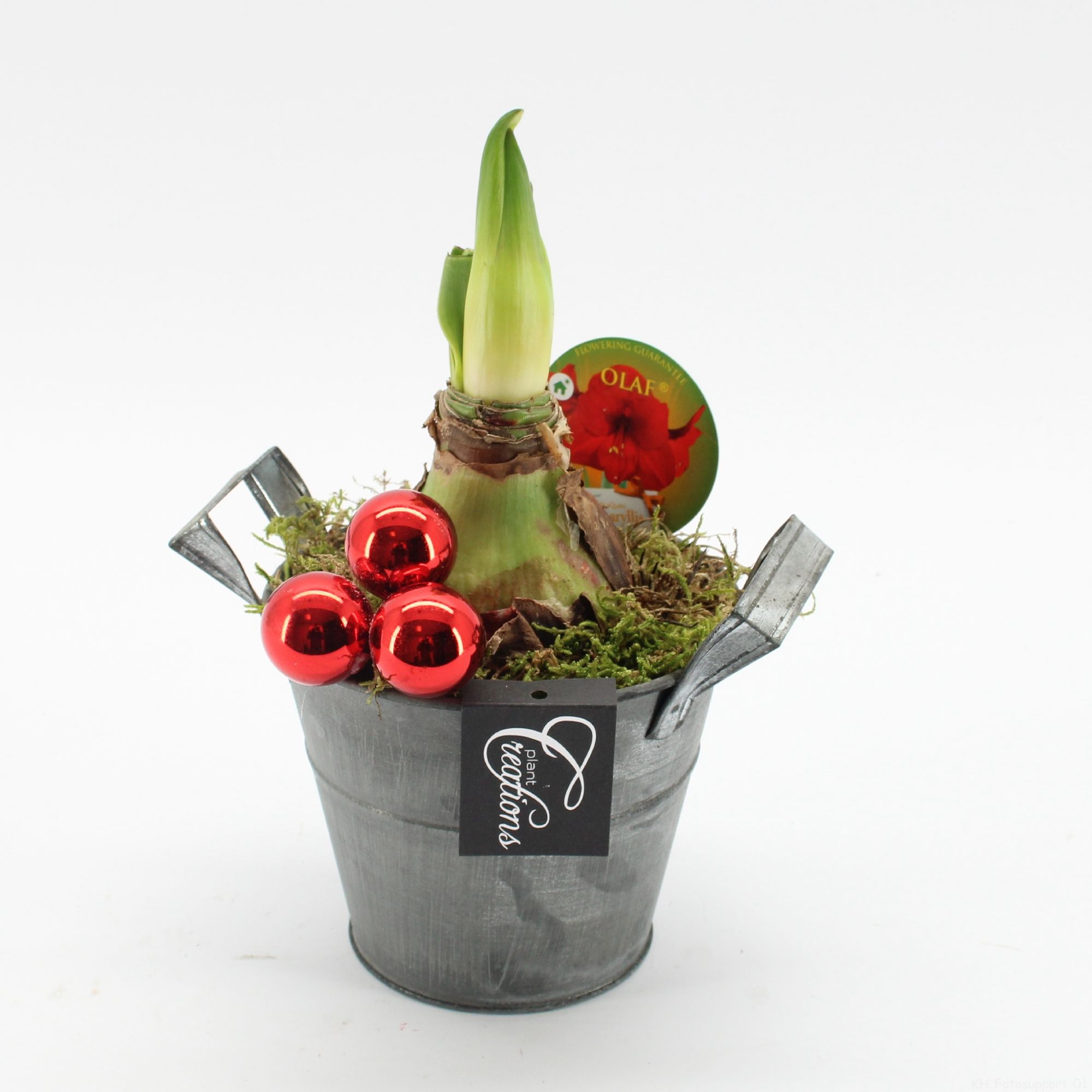 HXFD-2508R Xmas Amaryllis Fundamentals, D 14 cm