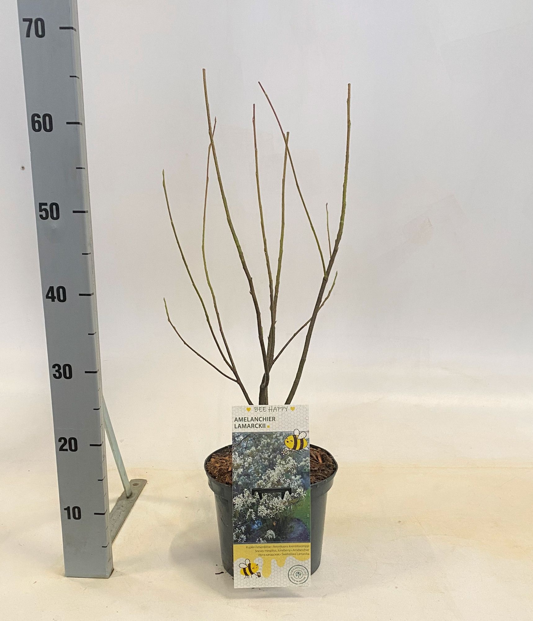 Amelanchier lamarckii, D 19