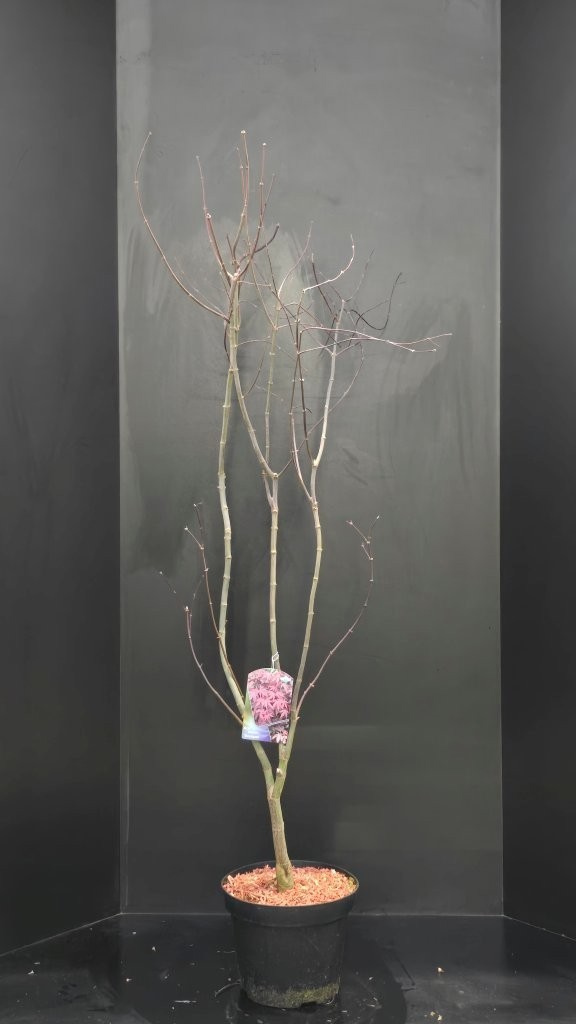 Acer palmatum Bloodgood, D 29