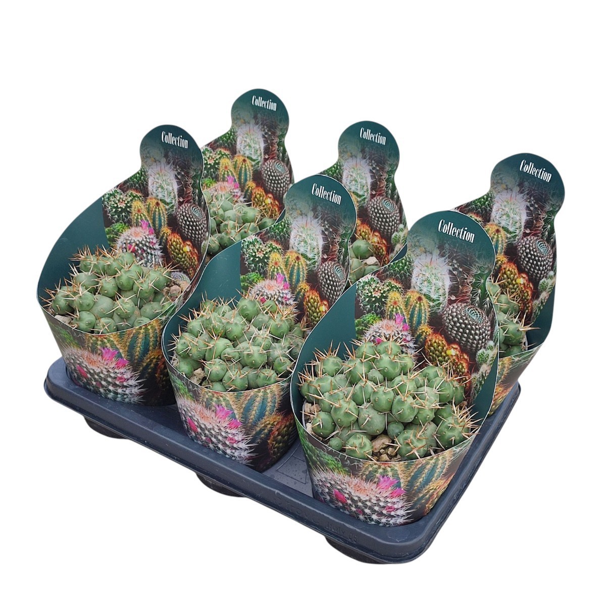 PUNA INCAHUASI - POT Ø 10,5 - COLLECTION WITH POTCOVER (CACTUS), D 14