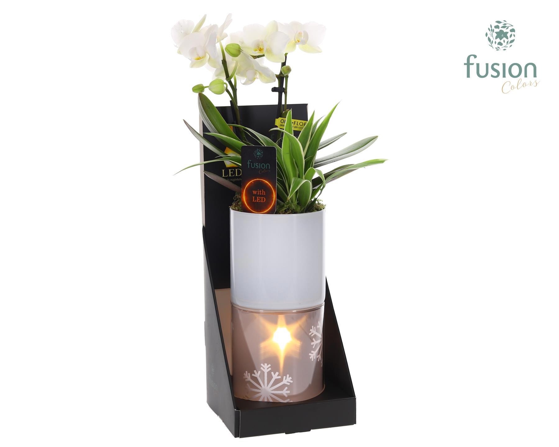 Glas tube Led planter groot met Arrangement, D 11 cm Glas tube Led planter groot met Arrangement, D 11 cm
