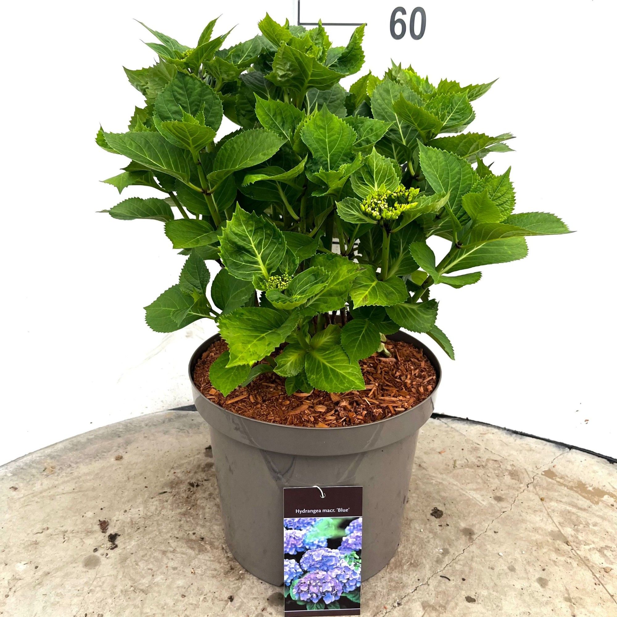 597 VPK : Pot 29 cm HYDRANGEA MACROPHYLLA BLUE, D 29
