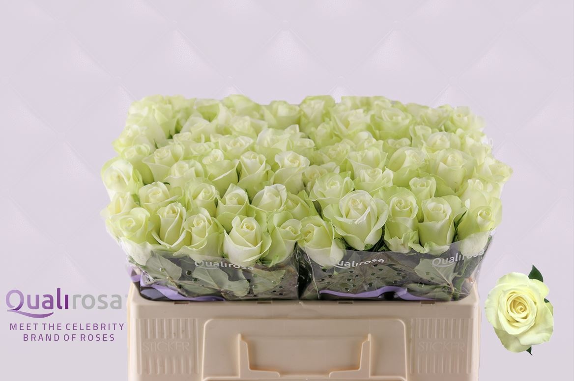 Роза од. Сноусторм+ 50, шт.