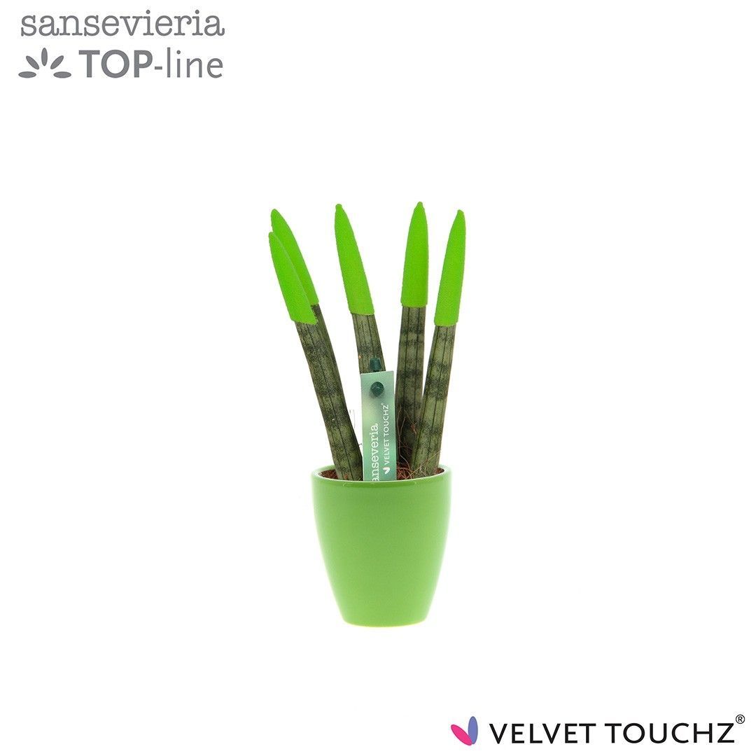 Sansevieria VELVET TOUCHZ® Groen in keramiek Osaka, D 6 cm