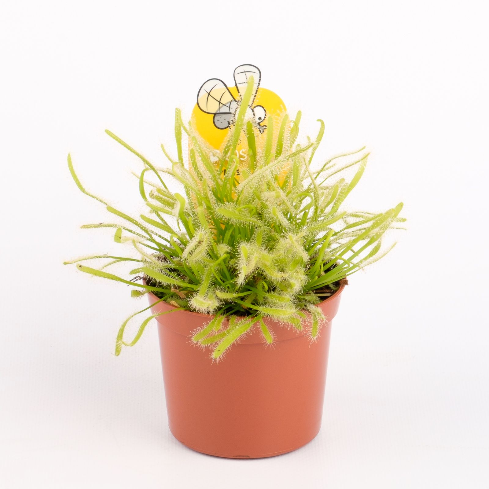 Drosera capensis alba, D 8,5 cm Drosera capensis alba, D 8,5 cm