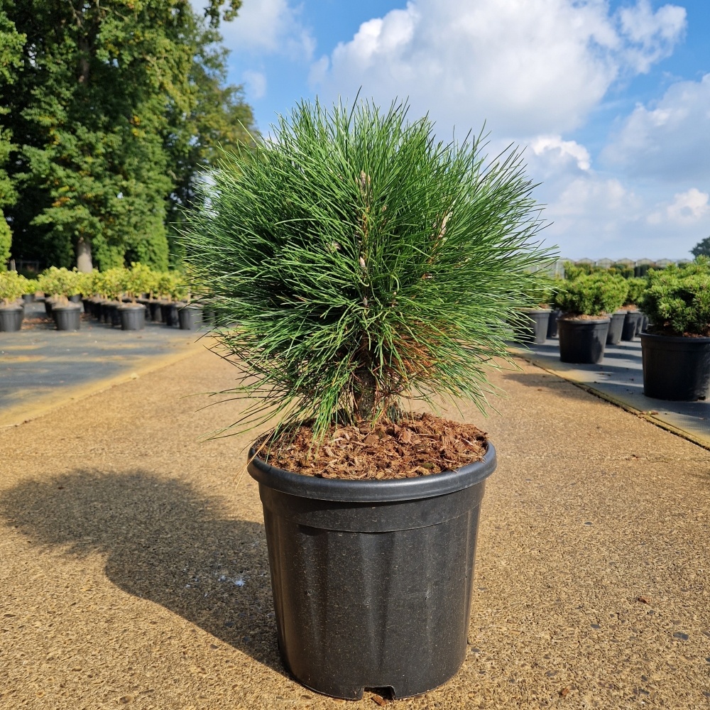 Pinus nigra 'Summer Breeze' ®, D 28 cm