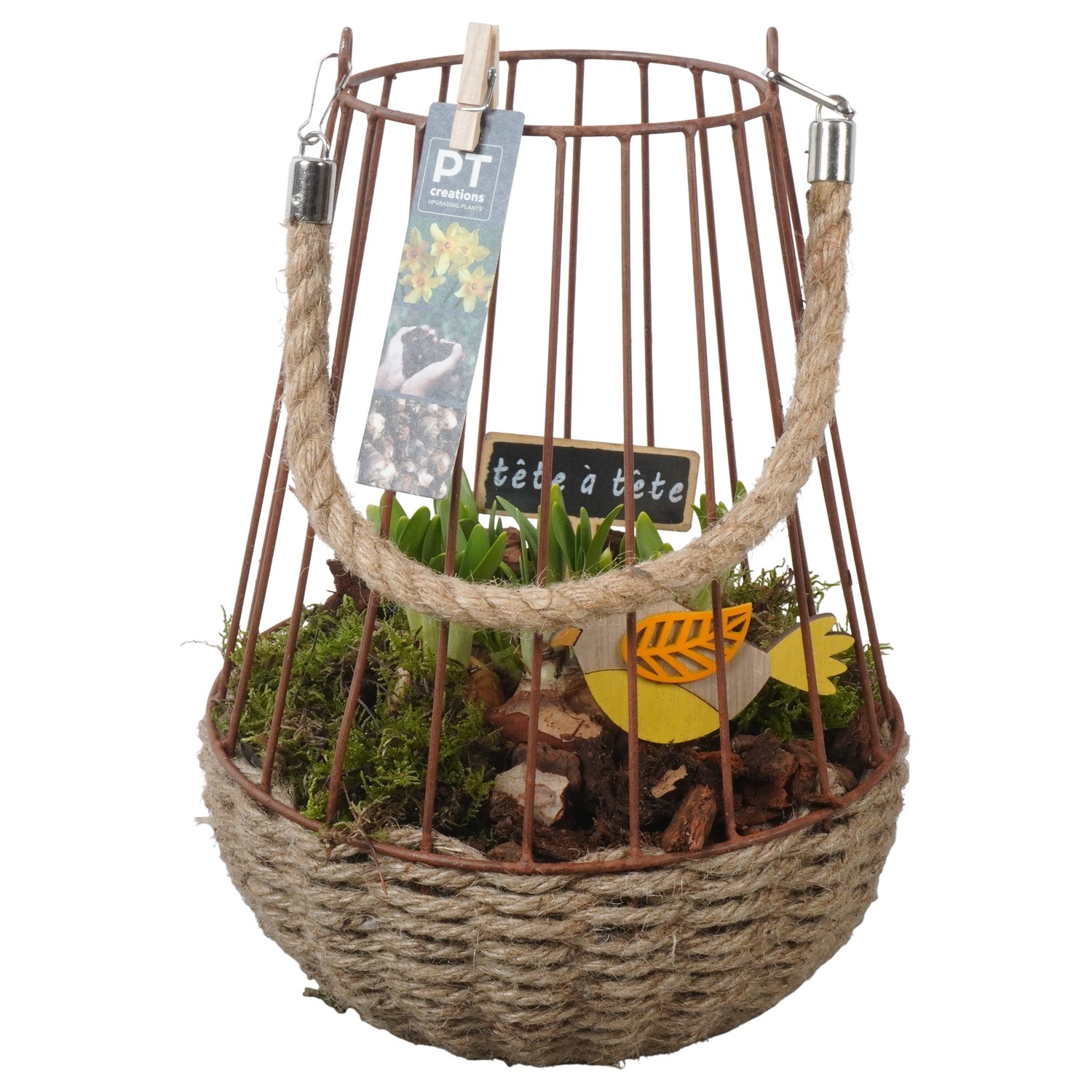 PTN8662 Arrangement Narcissus in mand met metaal, D 22