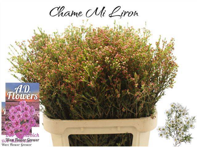 Шамелациум Лирон 80, шт.