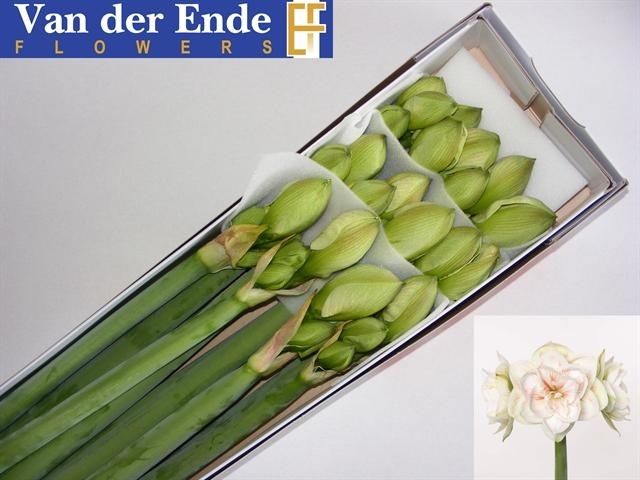 Амарилис Нимф (бело-красн.) x12, шт.