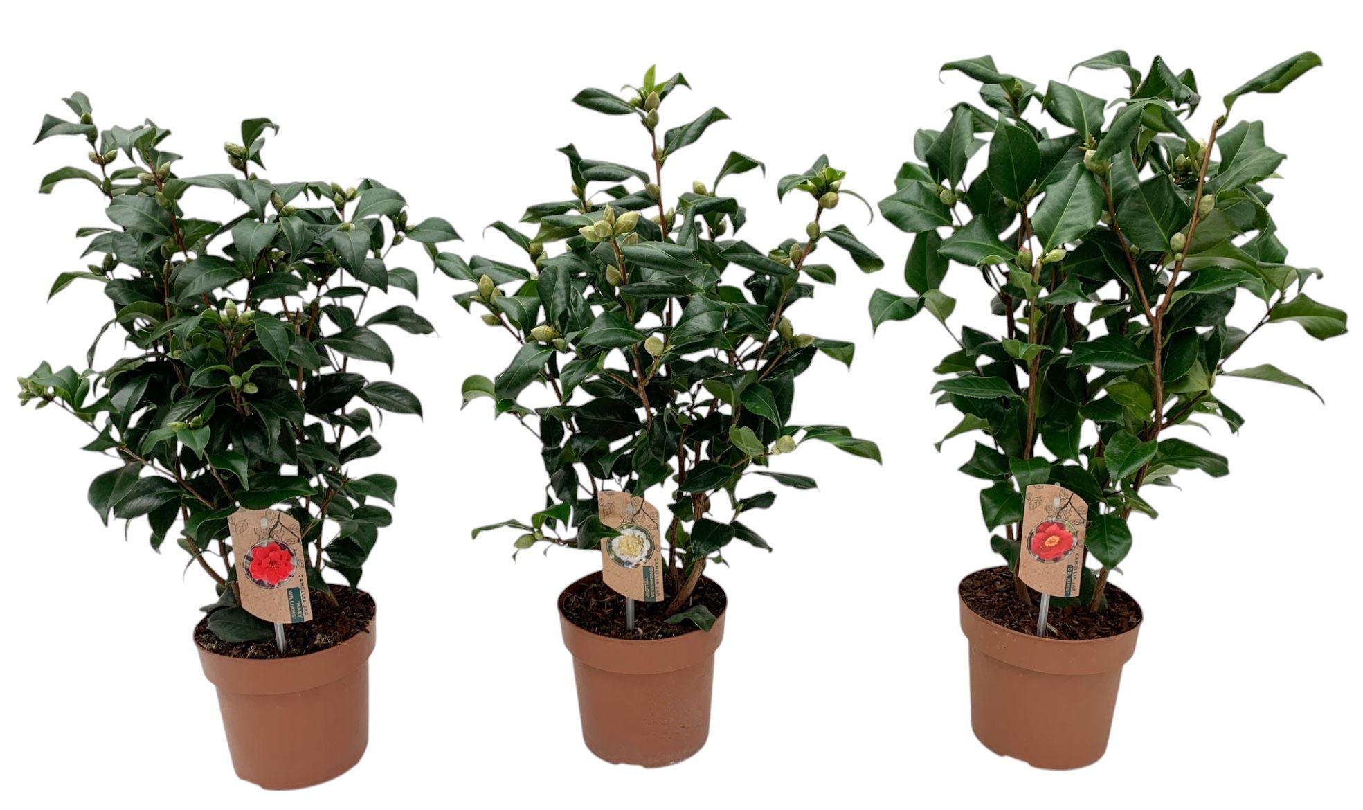 camellia 3 kleuren mix 20-25 knoppen, D 17 cm