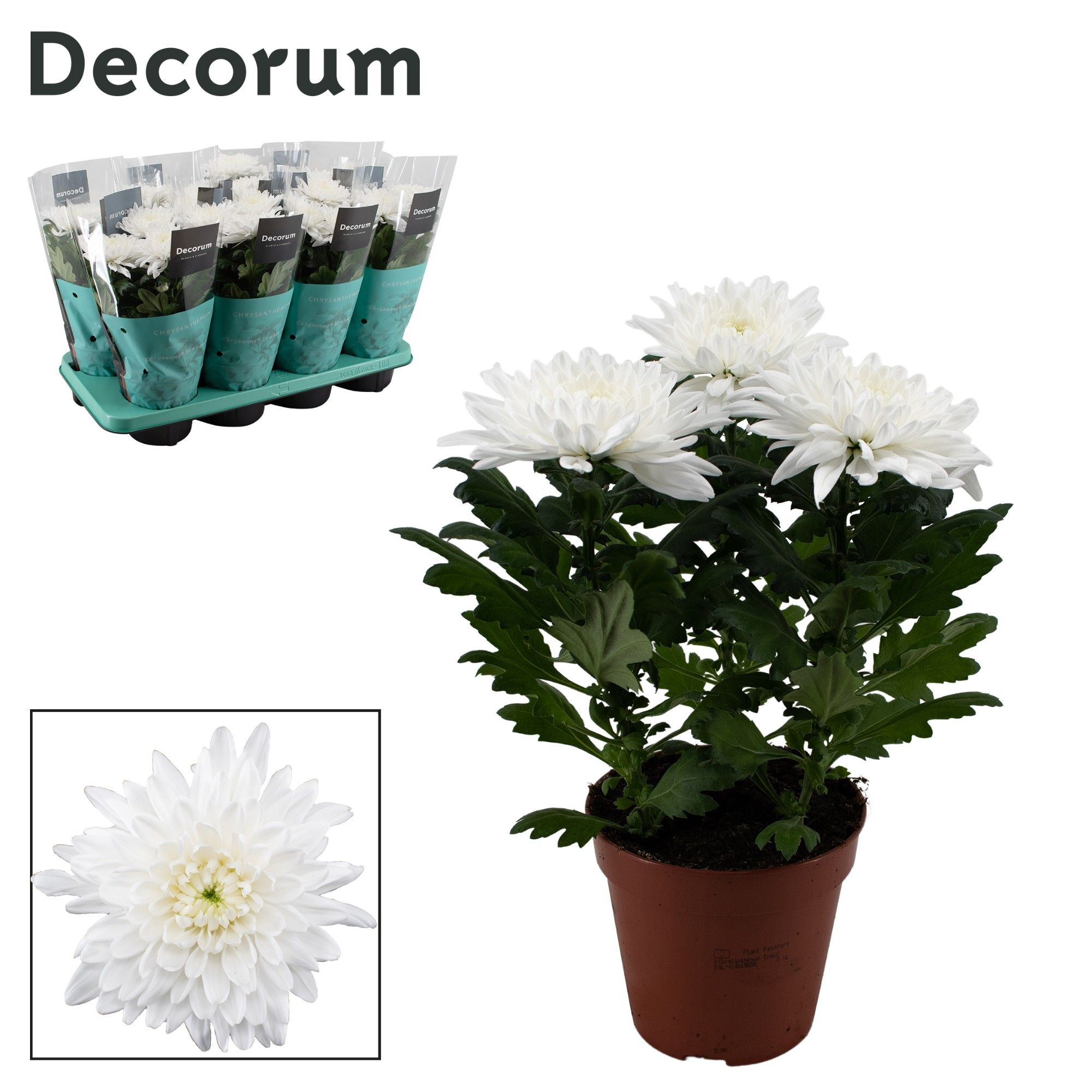 Decorum Chrysanne® Zembla Next White, D 13 cm