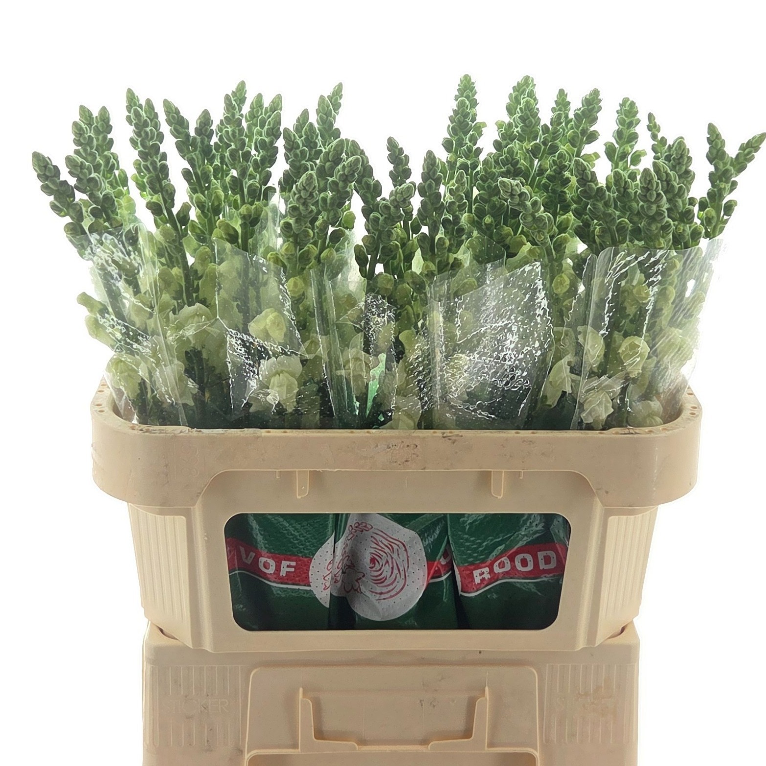 Антирринум Кул Вайт, шт.