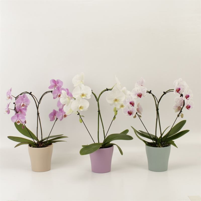 Phalaenopsis overig Hearts gemengd in Moederdag keramiek, D 12