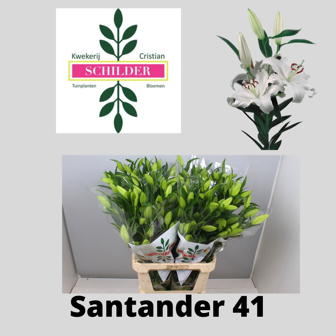 Лилия Сантандер 80, шт.