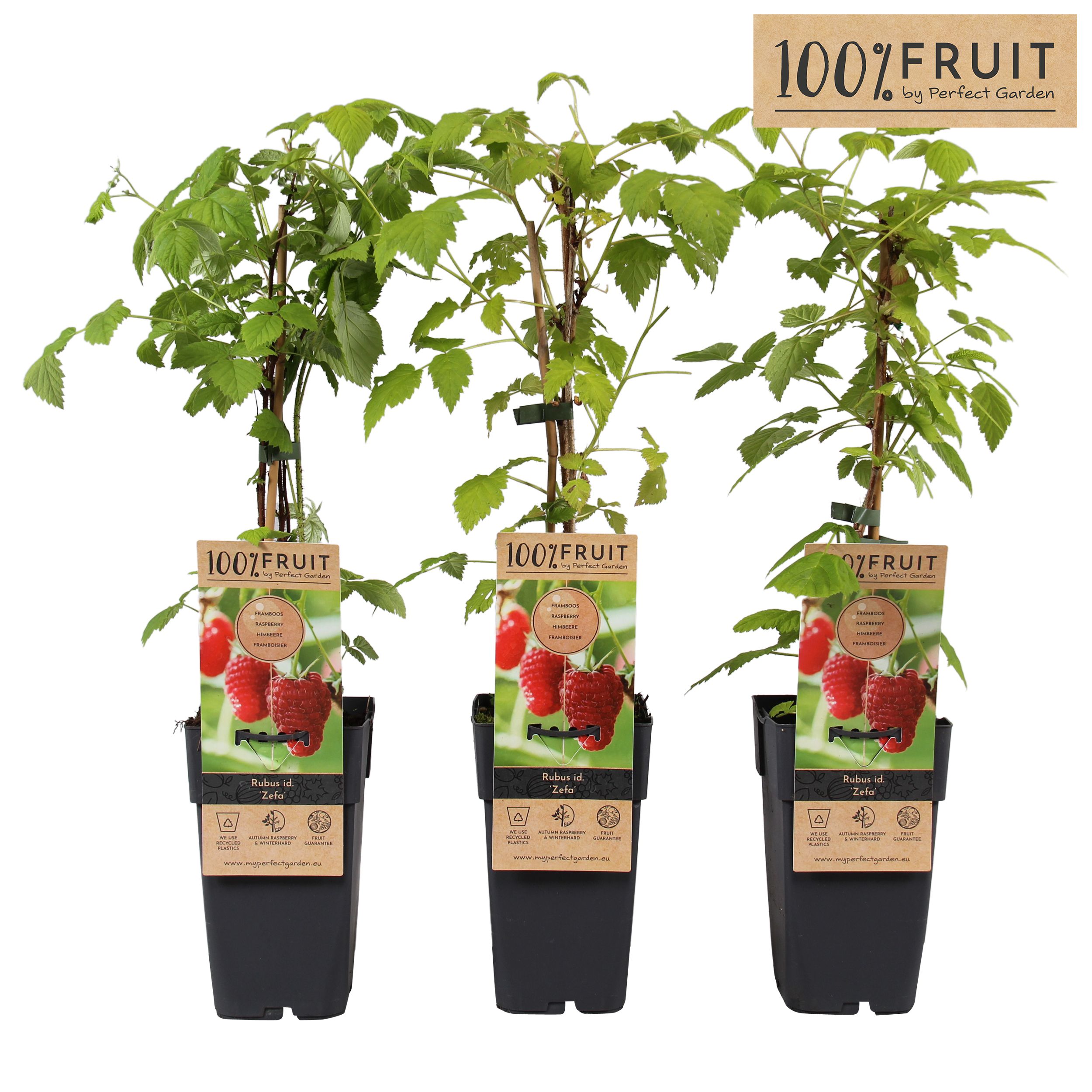 Rubus idaeus Zefa Herbsternte P15, D 15 cm