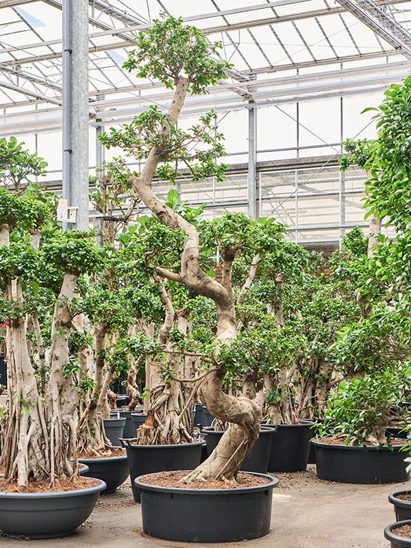 Ficus microcarpa 'Compacta', D 88