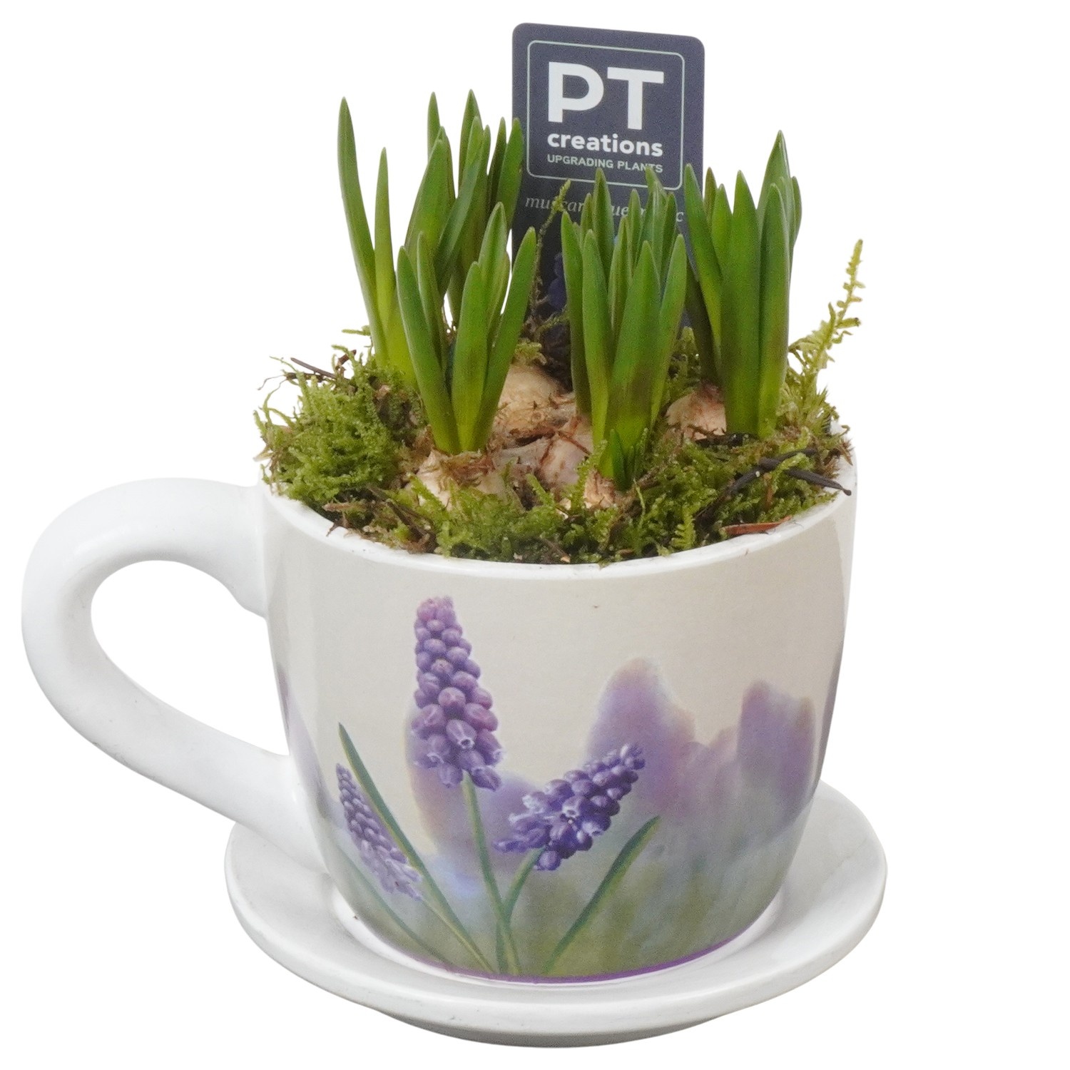 PTMB6312 Arrangement Muscari Blue in keramiek kop en schotel, D 11