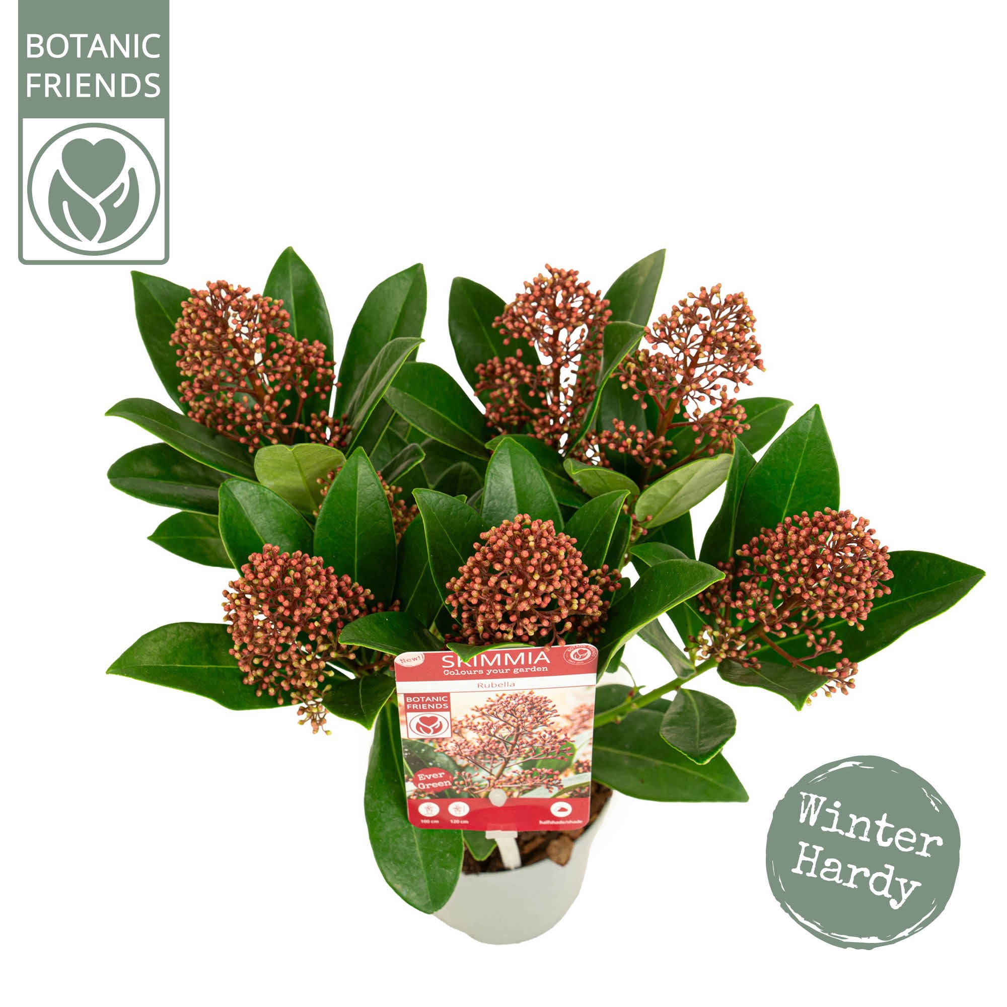 Skimmia japonica 'Rubella' 5+bloem, D 10 cm