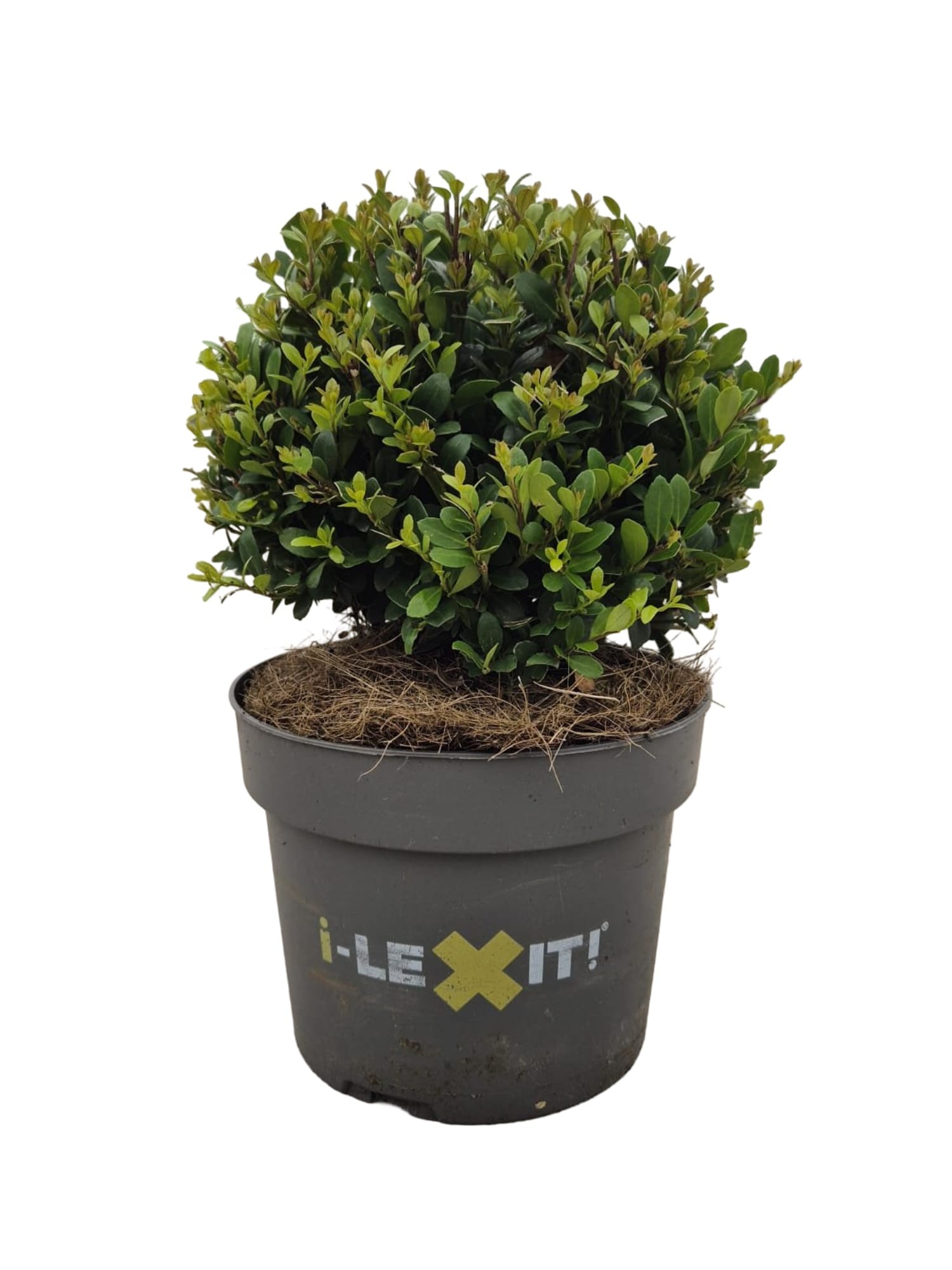 Ilex crenata Dark Green, P17, Bol Ø15cm, D 17 cm